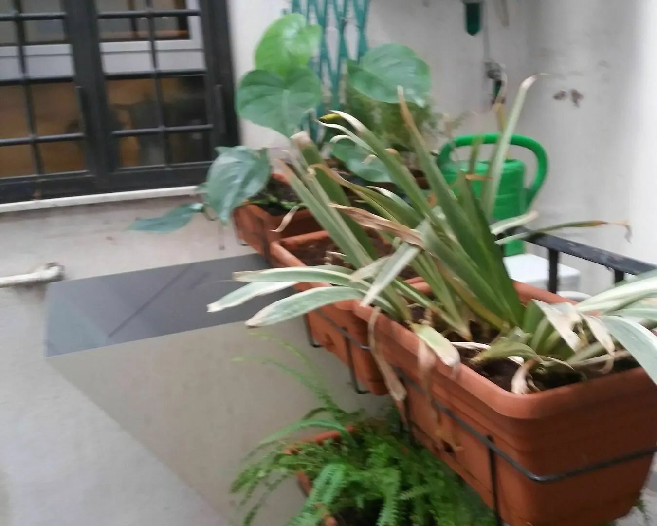 Campofiori Διαμέρισμα Ρώμη